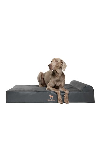 Paw dog - &, xl
