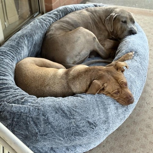 Large human dog - large,